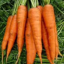 PREMIER SEEDS DIRECT - Carrot Seeds - Autumn King 2 4 Grams