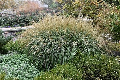 Miniatura 4 de Adagio Maiden Grass  40 plantas vivas  Micanthus Sinensis  Hierba ornamental resistente perfecta para paisajismo y jardinería