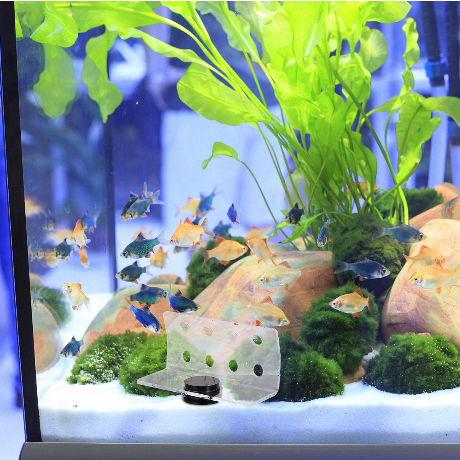 POPETPOP Splinter Magnetic Coral Holder Coral Frag Rack 8 Holes Acrylic Aquarium Fish Tank Glass for Aquarium Fish Tank Coral Rack Stand Support Holder Debris - Image 2