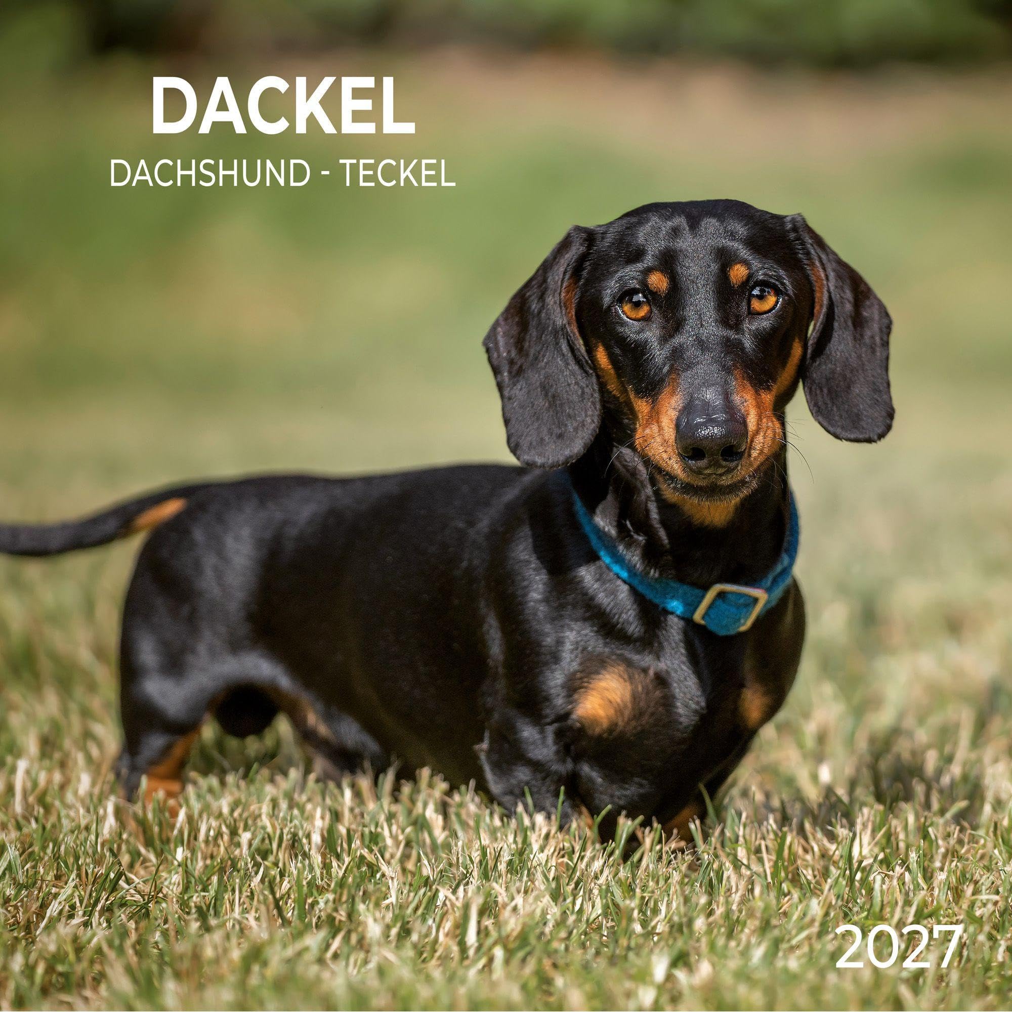 Dackel / Dachshund 2027: Kalender 2027