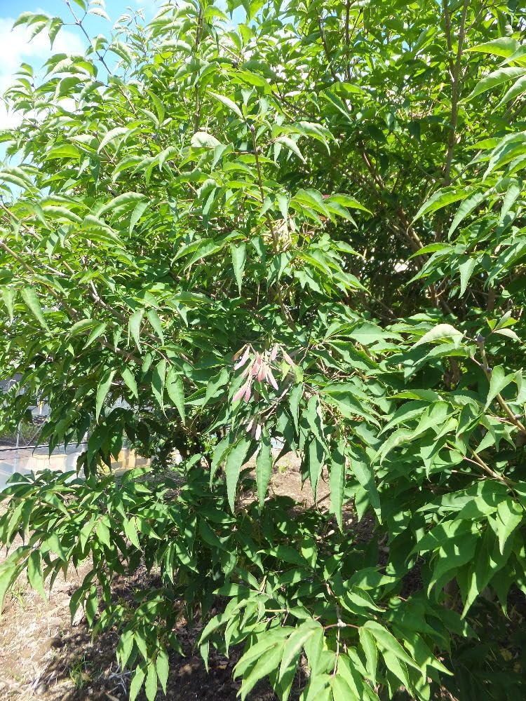 メジェド※ アオダモ 種 1000粒 メジェド様専用※ アオダモ 種 1000粒