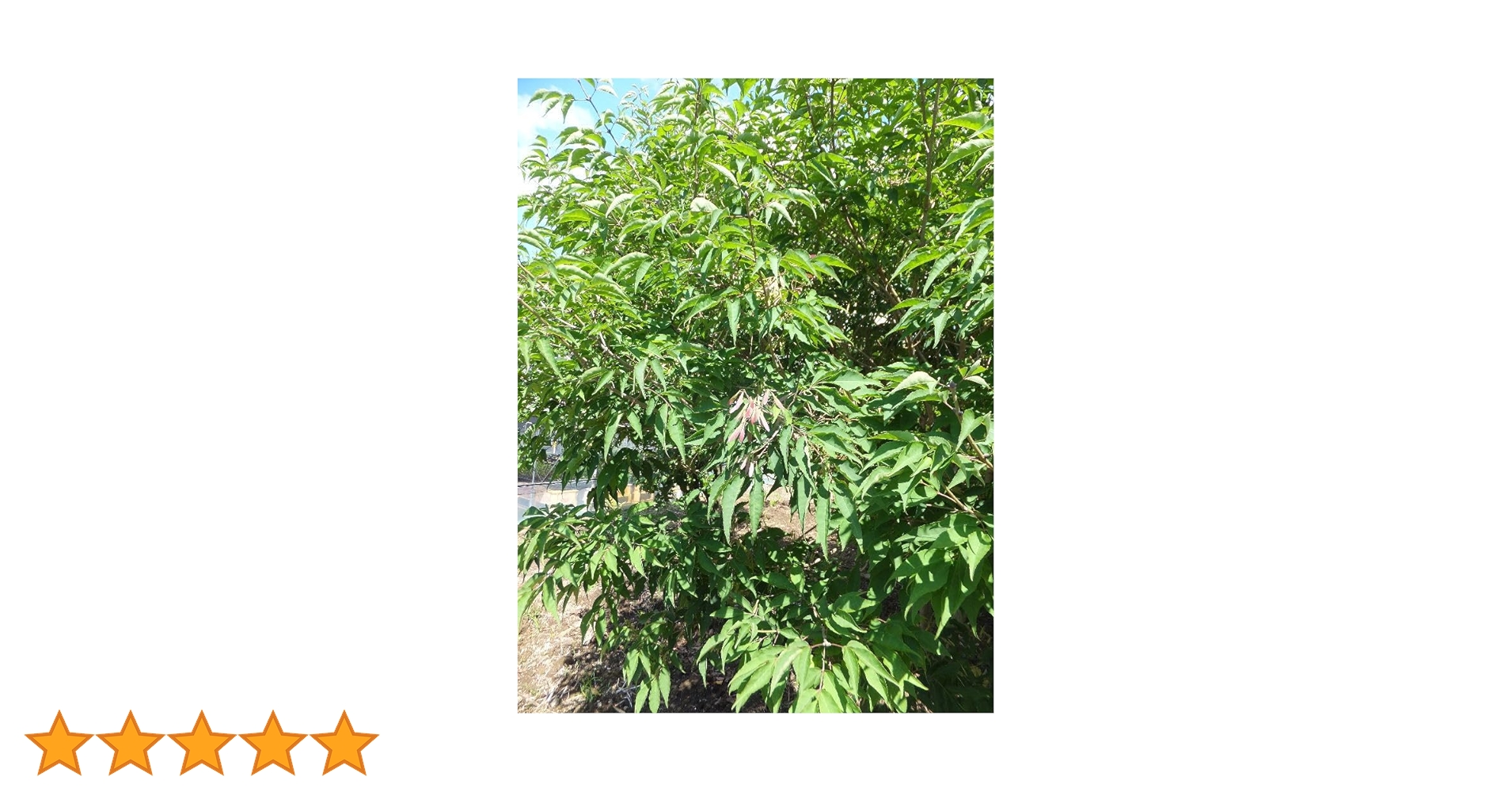 Amazon.co.jp: アオダモの種 50粒 : DIY・工具・ガーデン