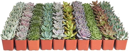 Miniatura 2 de Shop Succulents Rosette - Paquete de plantas suculentas a granel, colección a granel, mini plantas suculentas vivas, fácil cuidado, plantas de