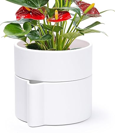 Phoenix Vine 6 Inch Self Watering Planter Pot, Design