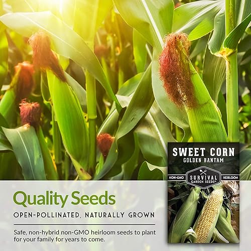 Miniatura 7 de Golden Bantam - Semilla de maíz dulce para plantar, 2 paquetes con instrucciones para cultivar, cultiva maíz amarillo al aire libre en el huerto,