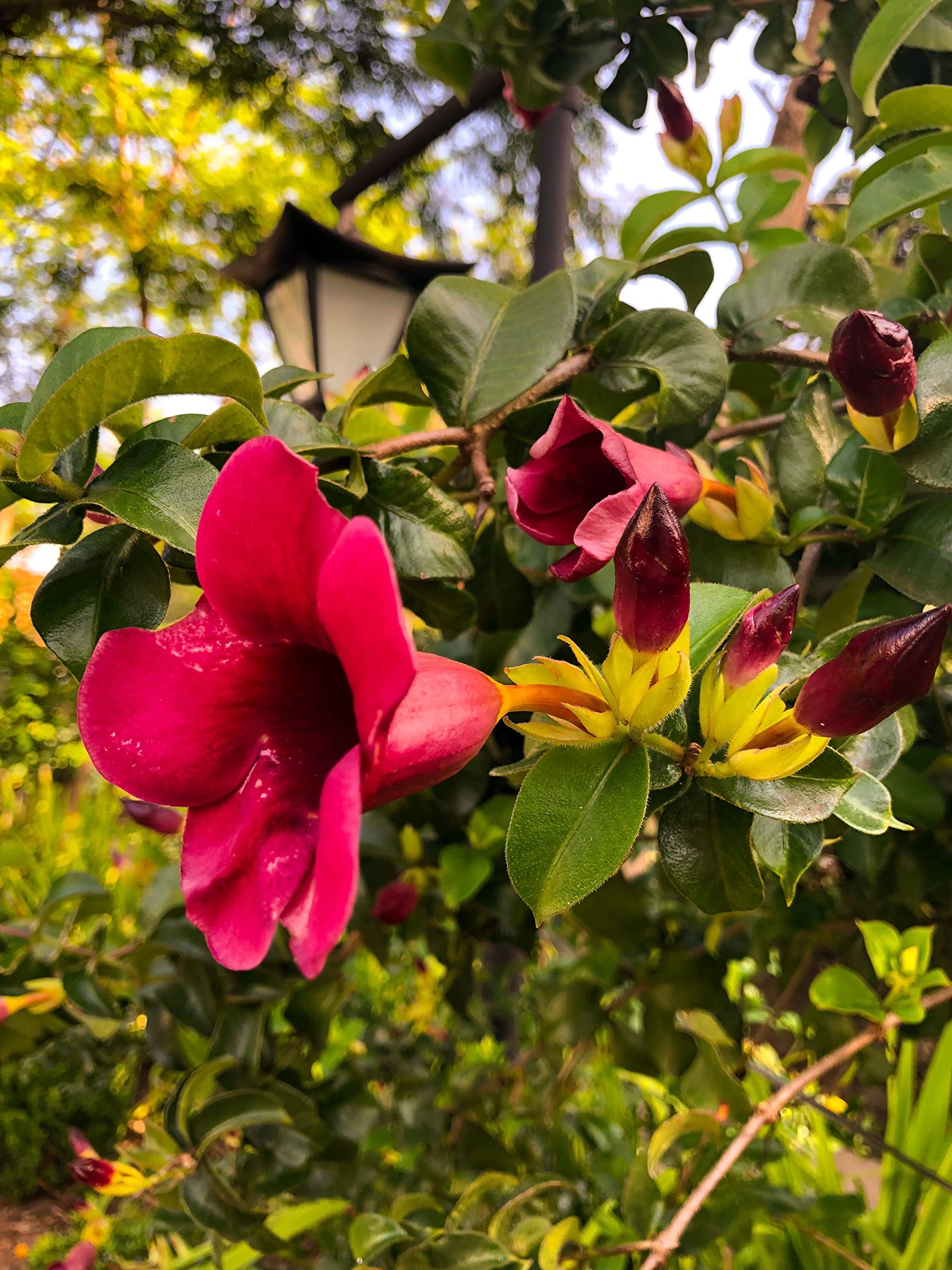 Platones Live Maroon Allamanda/golden trumpet maroon flower/Harkakra flower plantS (B09LYGCJH4) Amazon Price History, Amazon Price Tracker