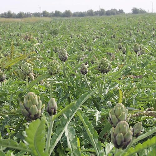 Miniatura 4 de Outsidepride 200 semillas perennes Cynara Cardunculus Cardoon Alcachofa Cardo Semillas de hierbas para plantar
