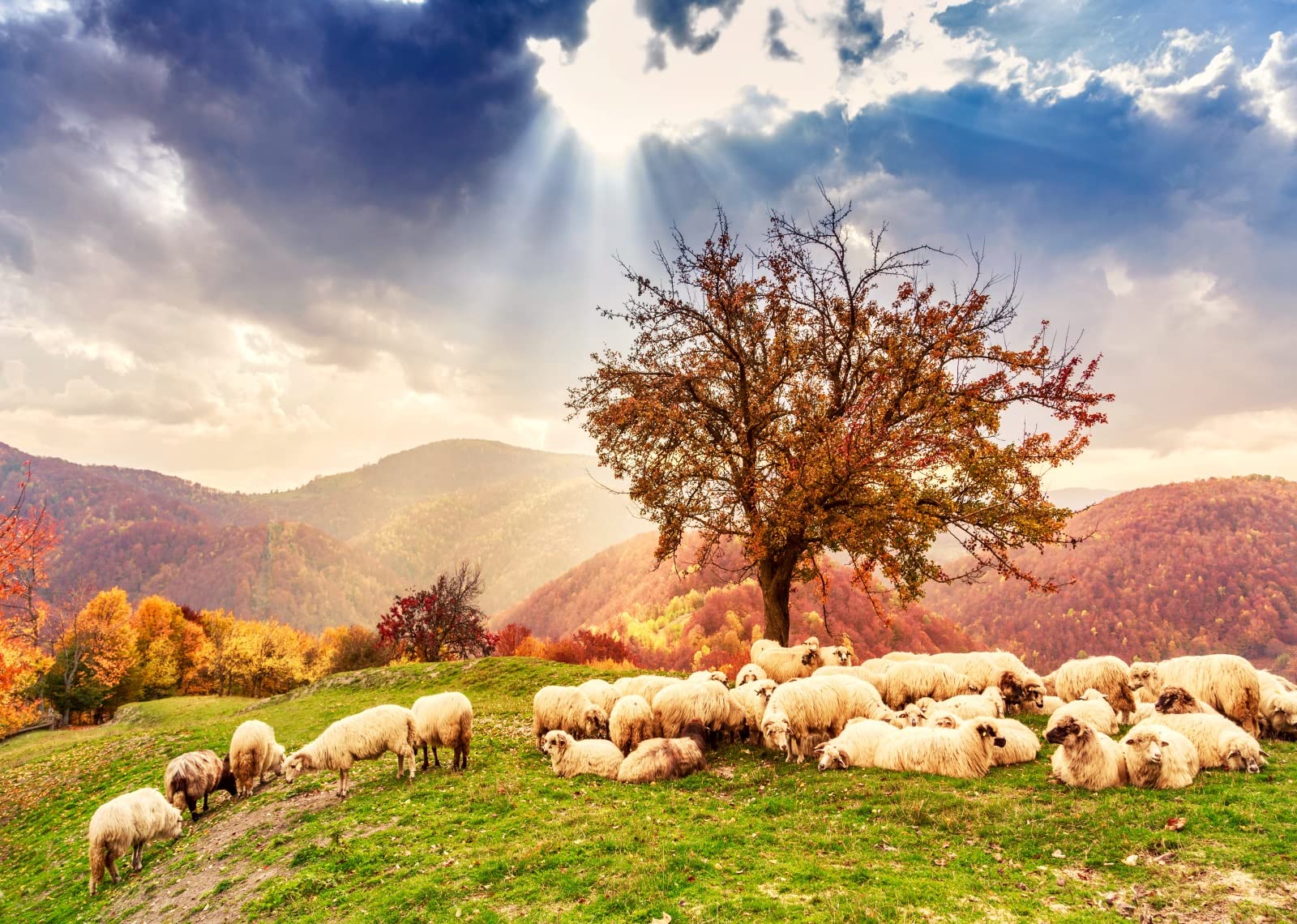 BELECO 7x5ft Fabric Bible Scene Sheep Backdrop Romanian Carpathians Mountain Autumn Landscape Sheeps Under The Tree Holy Light Christian Photography