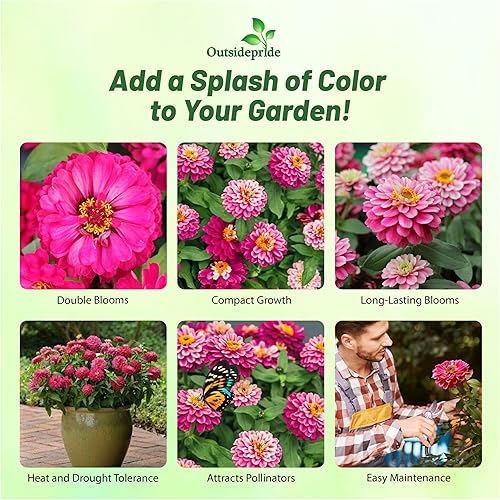 Miniatura 2 de Outsidepride - Zinnia, 100 semillas anuales, Marylandica Zahara Double Raspberry Ripple, flores para plantar, color frambuesa