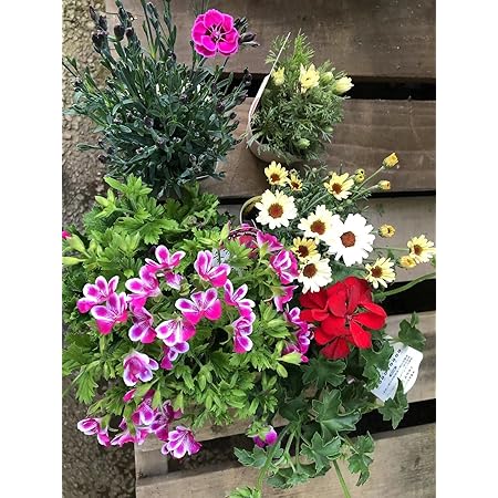 Amazon Co Jp 旬のお花苗 季節花苗おまかせセット ガーデニングや寄せ植えに最適 鉢花 鉢植え 苗物 市場直送 目利きの職人が選んだ 寄せ植え 鉢 Puriza 5ポット Diy 工具 ガーデン