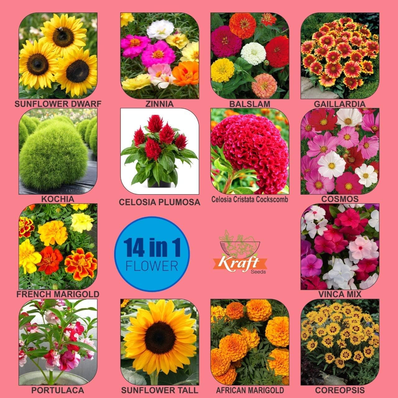 Kraft Seeds by 10CLUB Fresh Flower Seeds for Home Gardening (14 Packets, Mix 1gm each) | Natural Flowering Seeds | All Season Flowering Seeds for Terrace and Balcony Pots