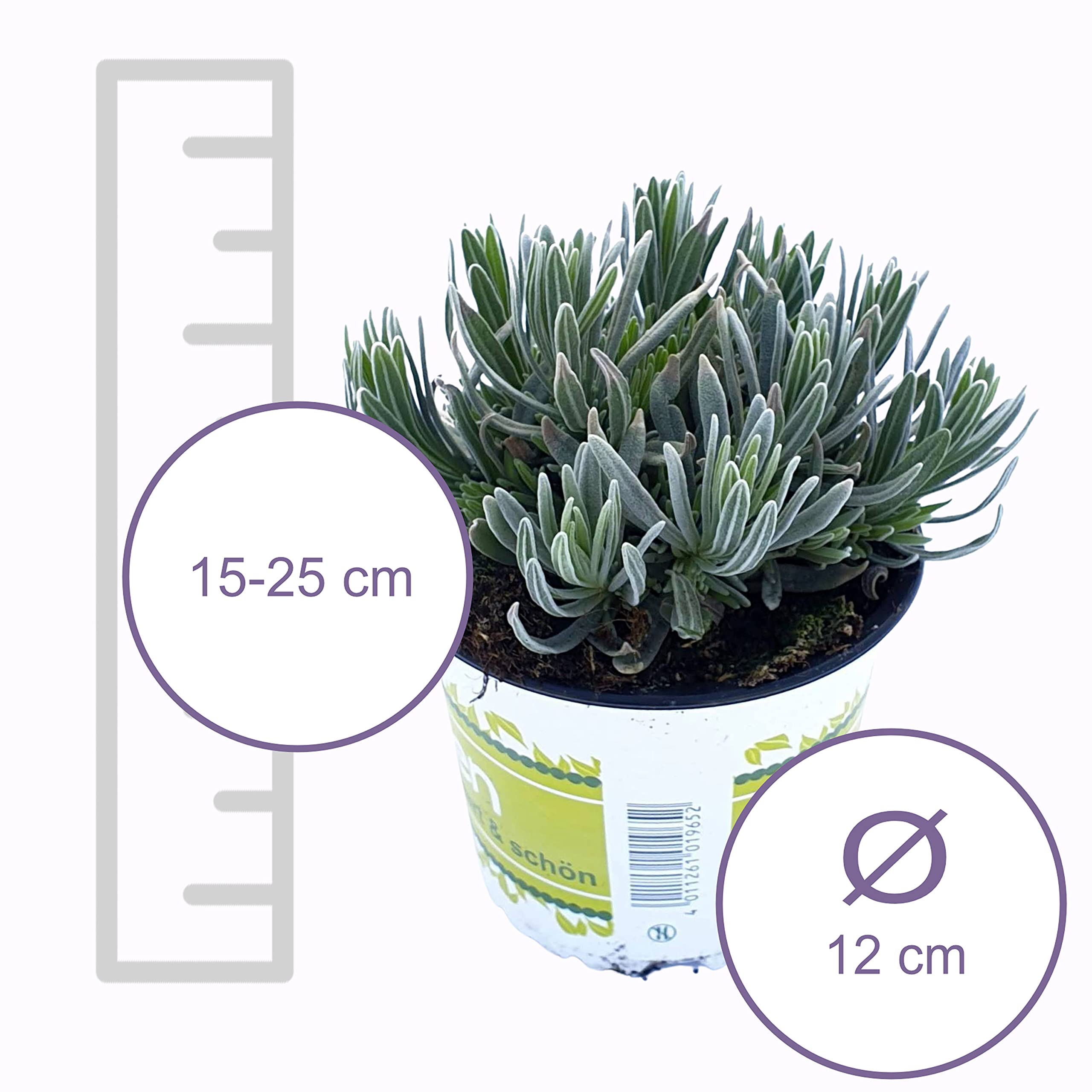 Pack de 10 Lavandas Plantas Naturales en Maceta de 12cm Lavanda