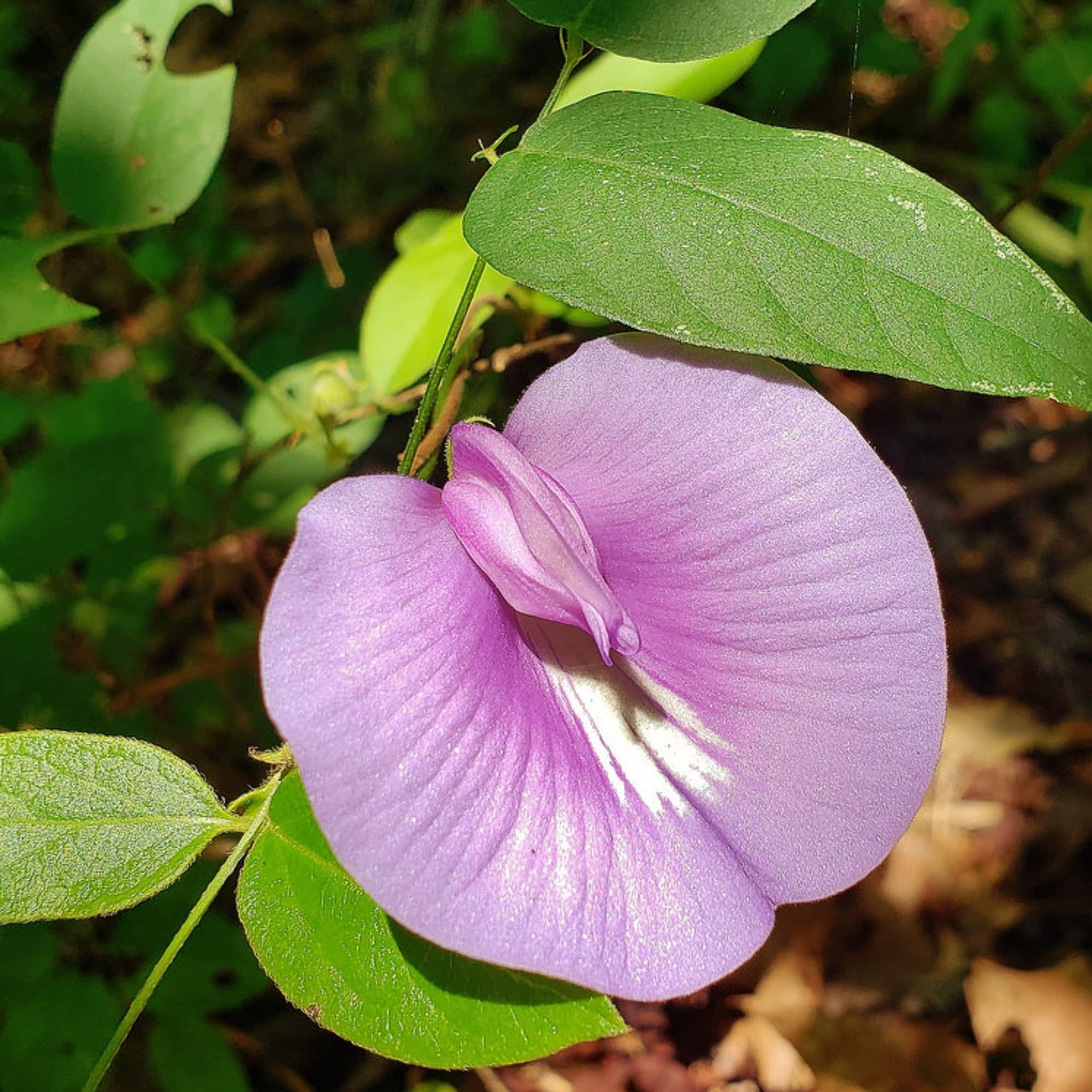 Guruji Plantation Aparajita/Butterfly Pea Indoor Plant For Home and Garden with Pot (Pack of 1) (Purple)