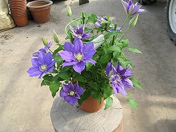 NH『枝垂れ桜』『クレマチス』 クレマチス 『 H.F.ヤング 』 ラヌギノーサ系・新旧枝咲き