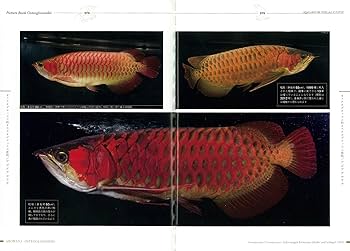 Amazon.co.jp: アロワナ完全飼育 (アクアリウム・ビジュアル