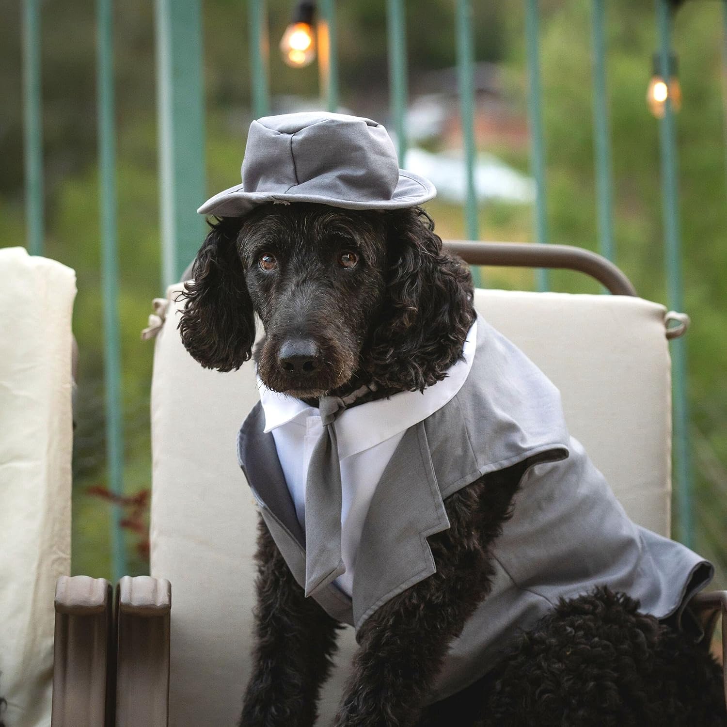 Midlee Dog Tuxedo Wedding Suit- Gray Top Hat & Leash (4XL)