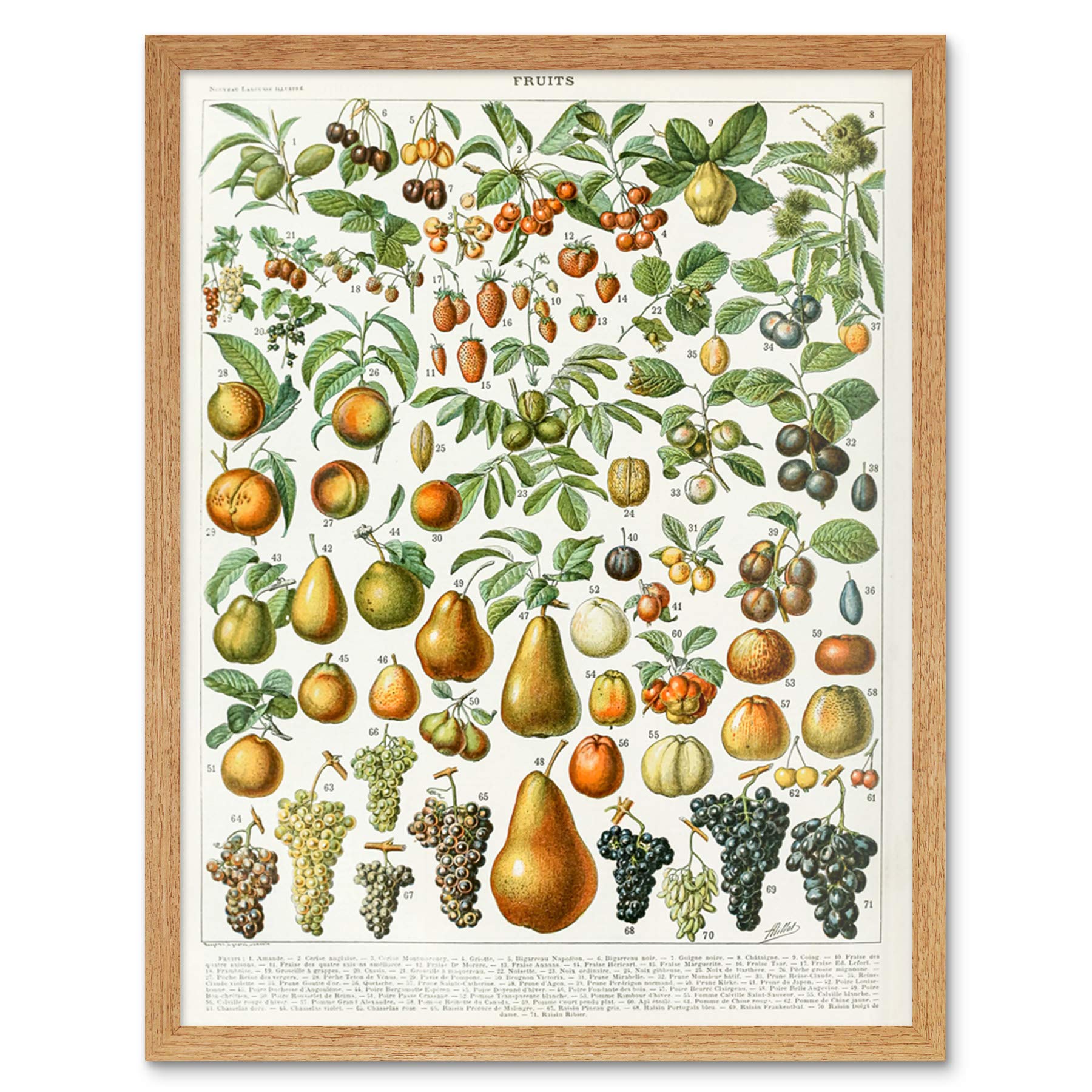 Artery8 Millot Encyclopedia Page Fruit Pear Grapes Art Print Framed Poster Wall Decor 12x16 inch