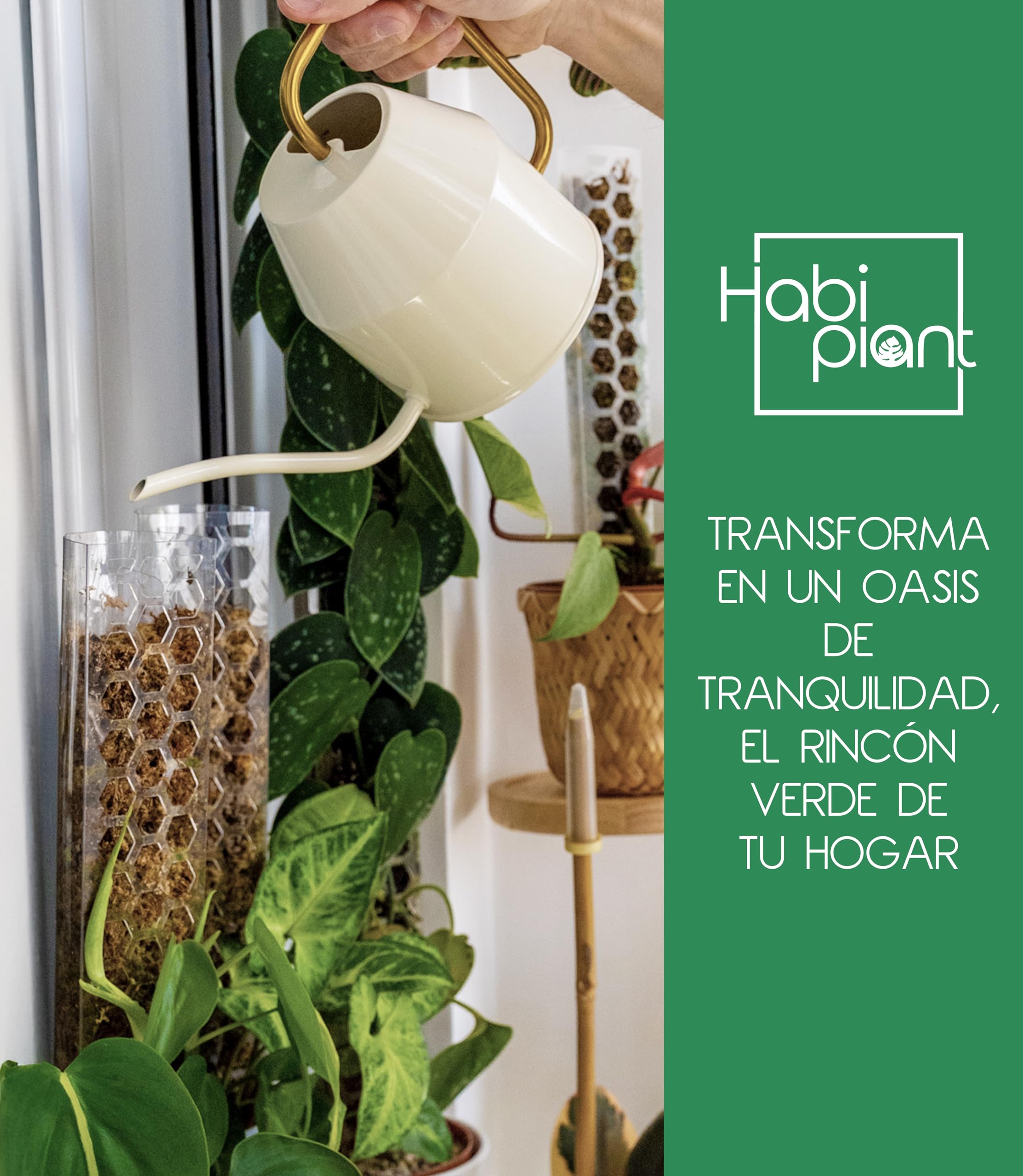 Set 6 Tutores de Musgo para Monstera Plantas Trepadoras de Interior Incluye Musgo Sphagnum 200g y Velcro 5m Tamaños L/M/S Soporte de Plastico Extensible Ideal Pothos Philodendron Aroides