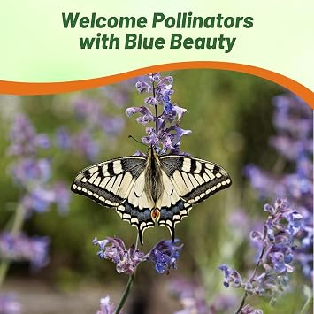 Outsidepride Nepeta Mussinii Catmint Seeds - 1000 Seeds Perennial, Heat & Drought Tolerant Flower Seeds for Planting Fragrant Blue Blooms, Alternative Fresh Catnip for Cats and Attracts Pollinators