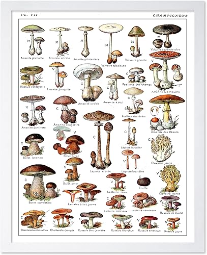 Miniatura 165 de Poster Master Póster vintage de orquídea, estampado de flores retro, arte de pared de plantas exóticas, arte botánico, regalo para hombres y