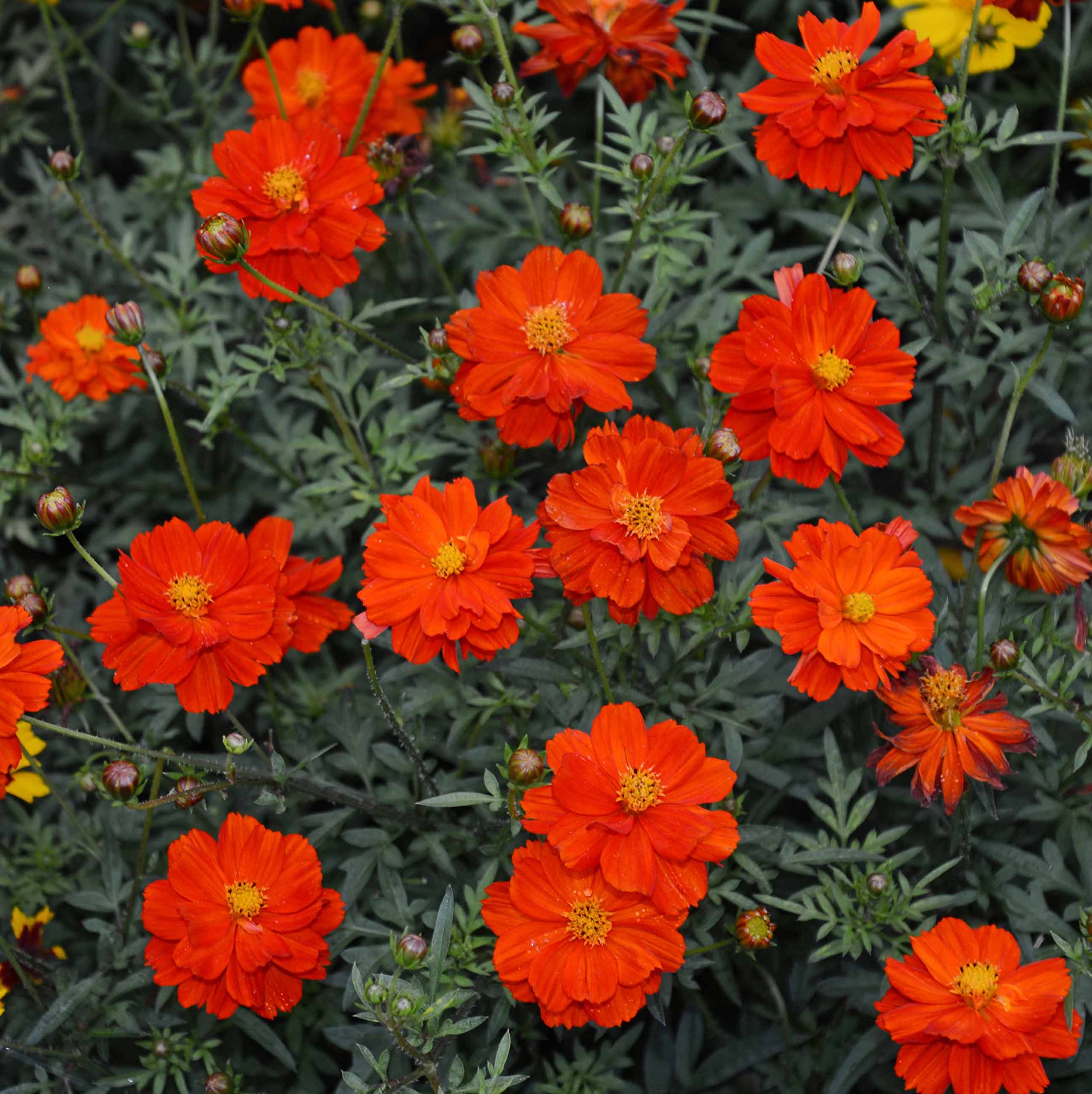 Earth Hopper F1 Hybrid Cosmos Flower Seeds - 35 Seeds Trial Pack (Dwarf Red) (B09TP6PDKG) Amazon Price History, Amazon Price Tracker