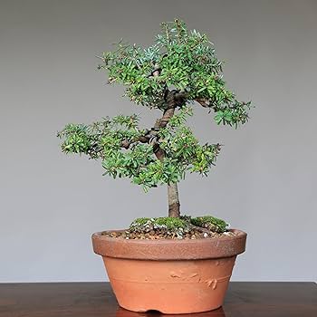 ※引取限定※　盆栽　米栂 Amazon.co.jp: 八房米栂(コメツガ)『玉盛』ギョクセイ 小品盆栽