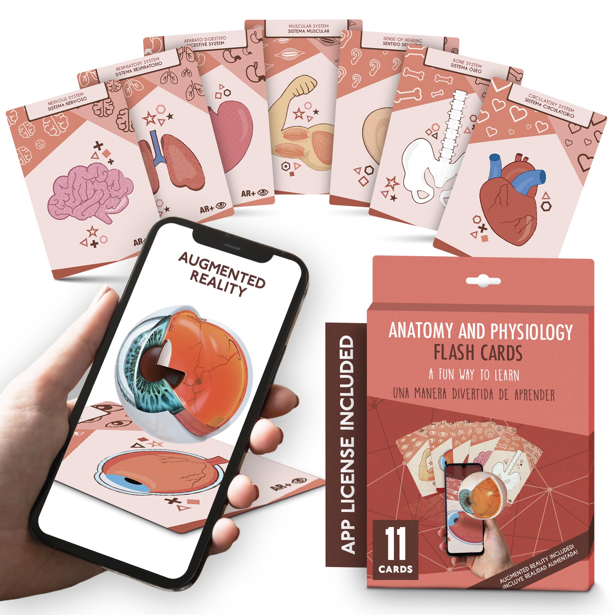 Anatomy Flash Cards, Anatomy and Physiology Flashcards for Kids, Augmented Reality, App Included, English and Spanish, A&P, Body Parts, Body Systems, Learning Tool, Study Tool, Learning Toy
