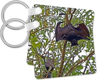 3dRose, Australia, No. Territory, Kakadu NP, Black Flying Fox-AU01 BFR0064 - Bernard Friel, Key Chain