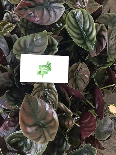 Alocasia Cuprea (Unable to Ship to:AZ, AK, HI, OR, PR)