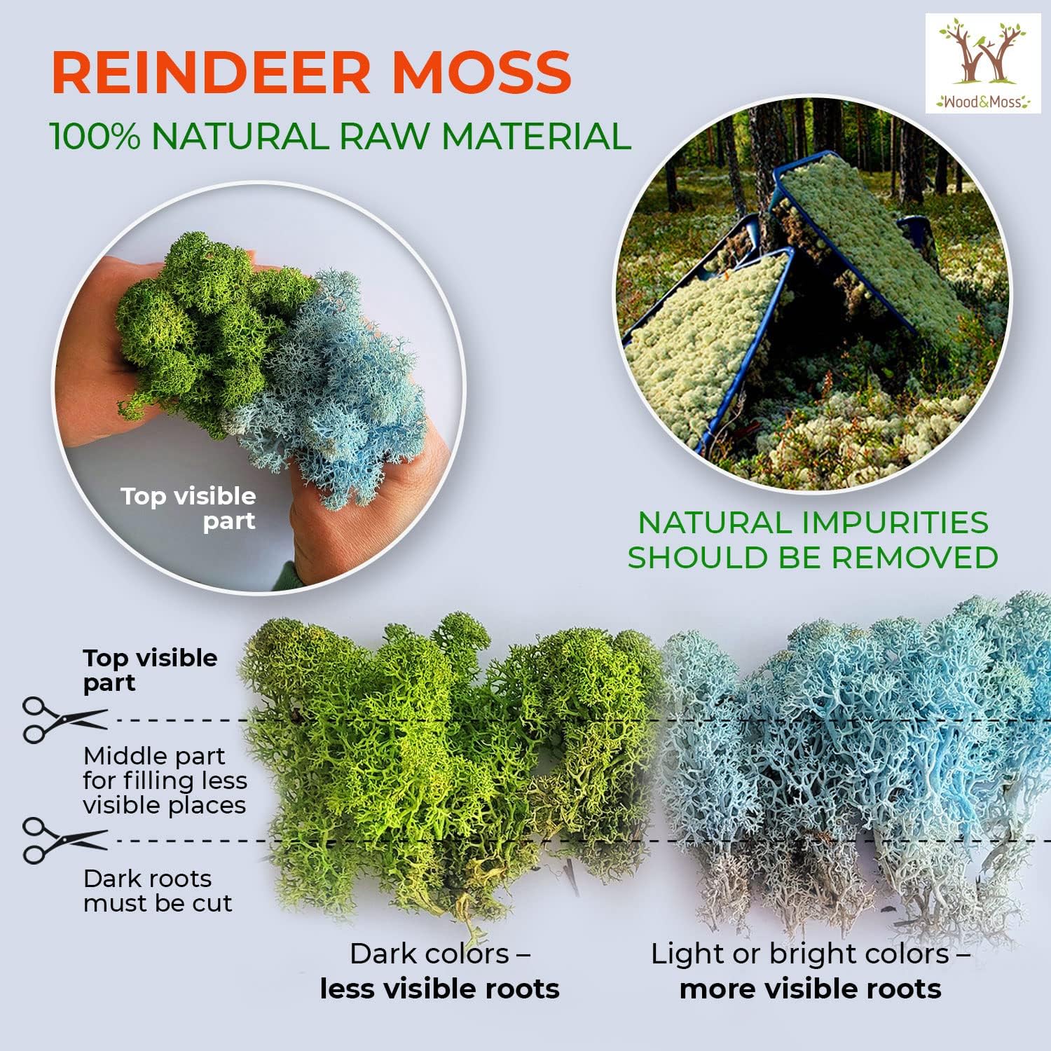 Untitled Real Preserved Natural Moss in 1 oz 2 oz 3.5 ozVibrant Palette Natural Reindeer Lichen – Decorative Moss for Easter Table Decor - Moss Art- Moss Wall Decor - Home Decor (Green Forest, 2oz)