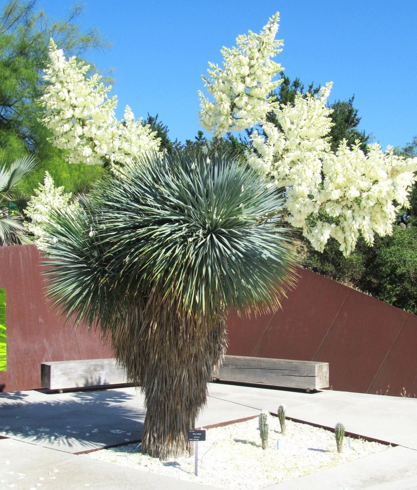 Yucca ROSTRATA, raro becco Big Bend Albero Agave Aloe giardino Simile al seme di 50 SEMI