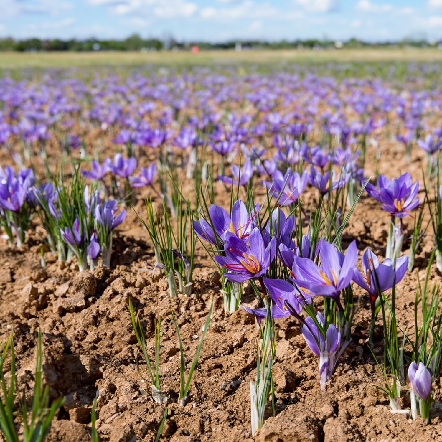 Bulbi di Zafferano | Crocus sativus | Circonferenza 10/+ cm (circa 3 cm di diametro) - 3/5 fiori già dal primo anno - PREVENDITA VANTAGGIOSA - CONSEGNA IN AGOSTO 2026 (50)