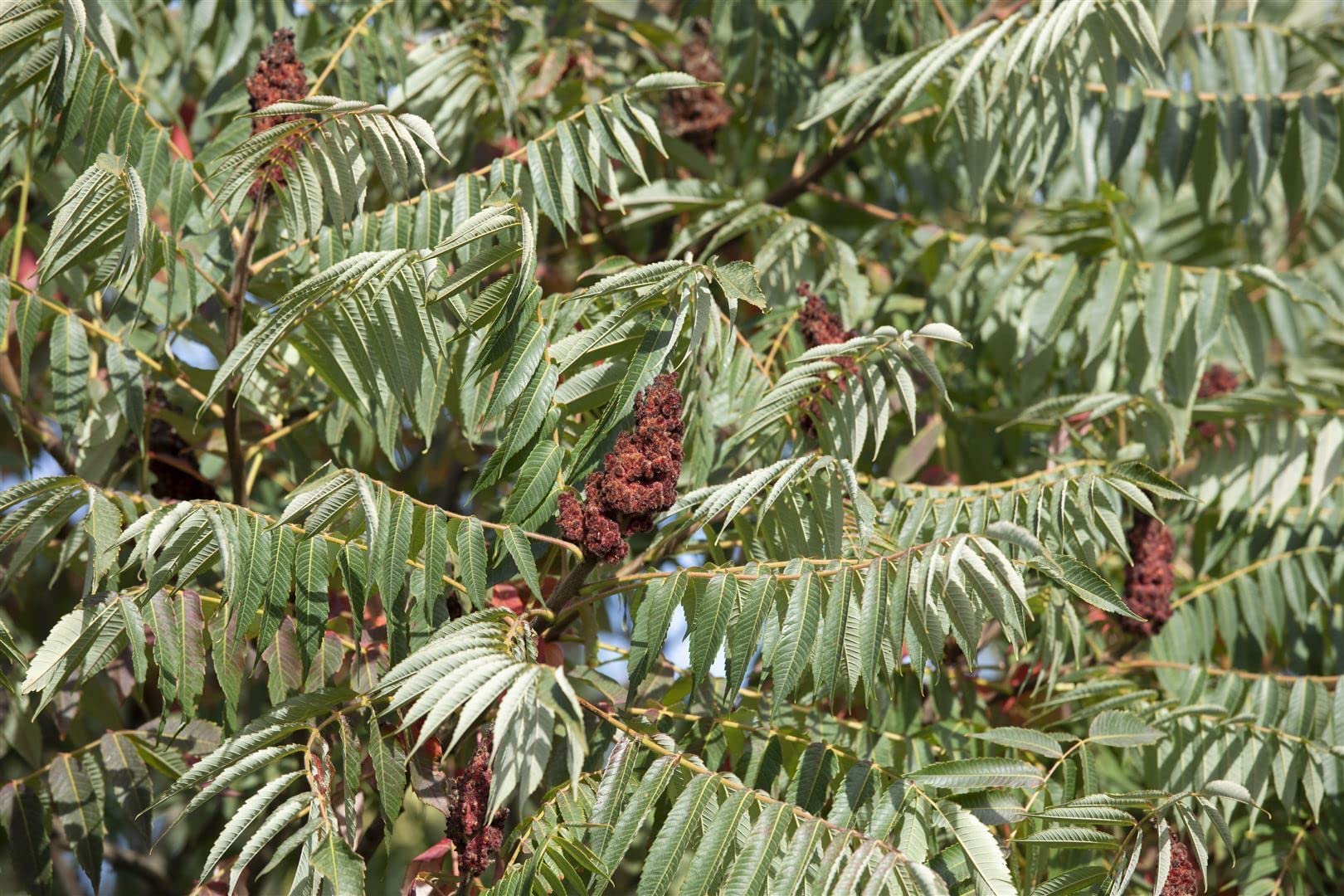 Essigbaum Rhus typhina Dissecta 60-80 cm Solitaergehoelz winterhart