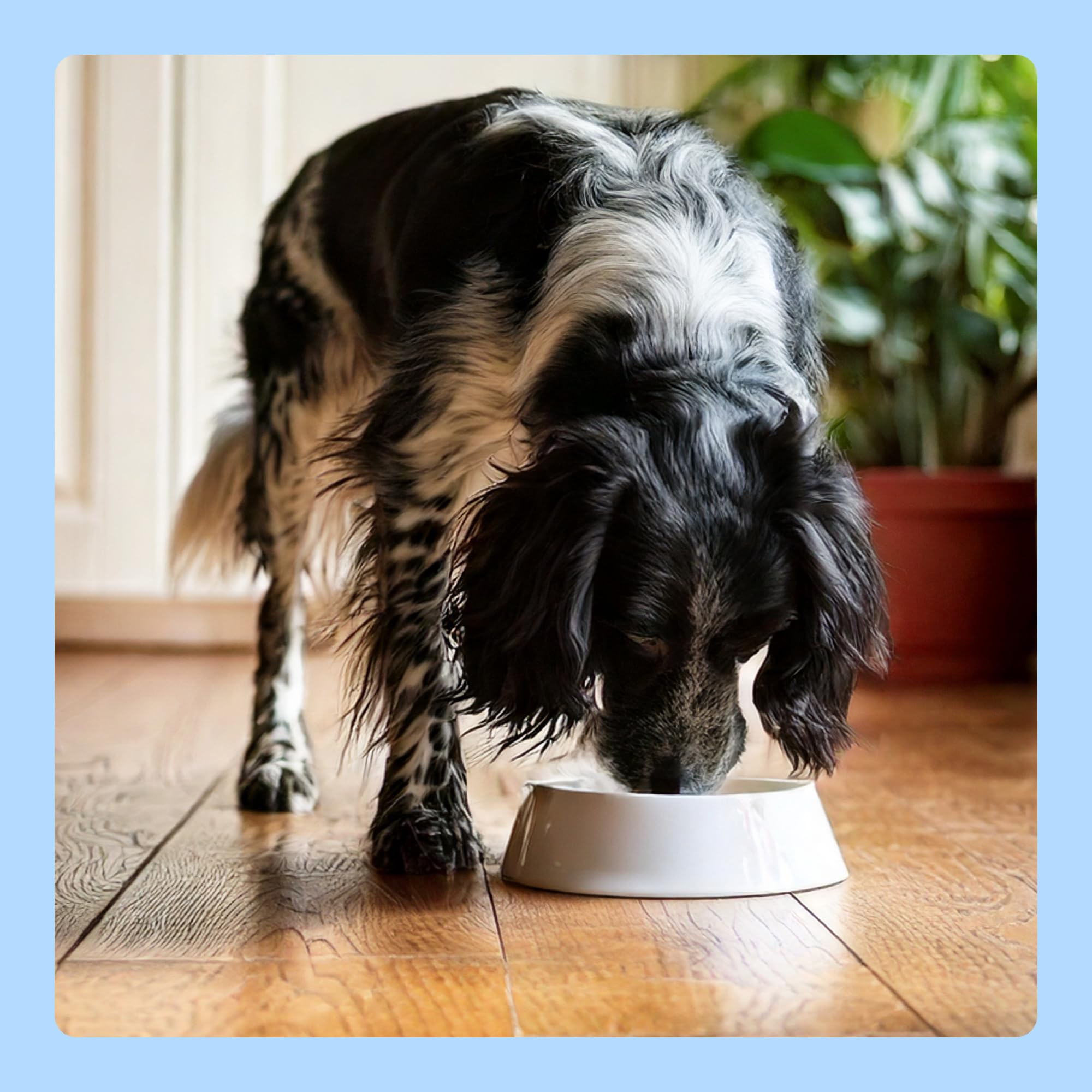 by Amazon, Cibo Umido per Cani, Paté di Manzo, 300g, Confezione da 10