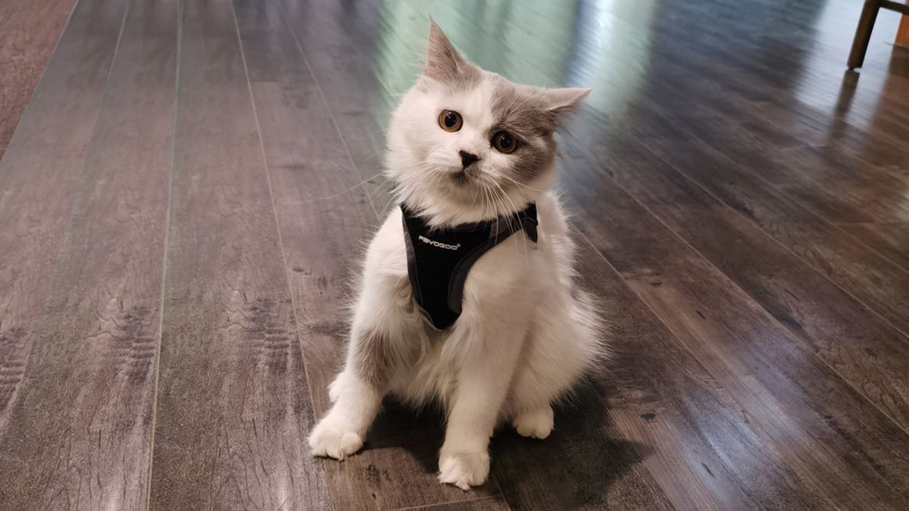 FAYOGOO Cat Harness and Leash for Walking Escape Proof, Adjustable Cat Leash and Harness Set, Lifetime Replacement… - Image 8