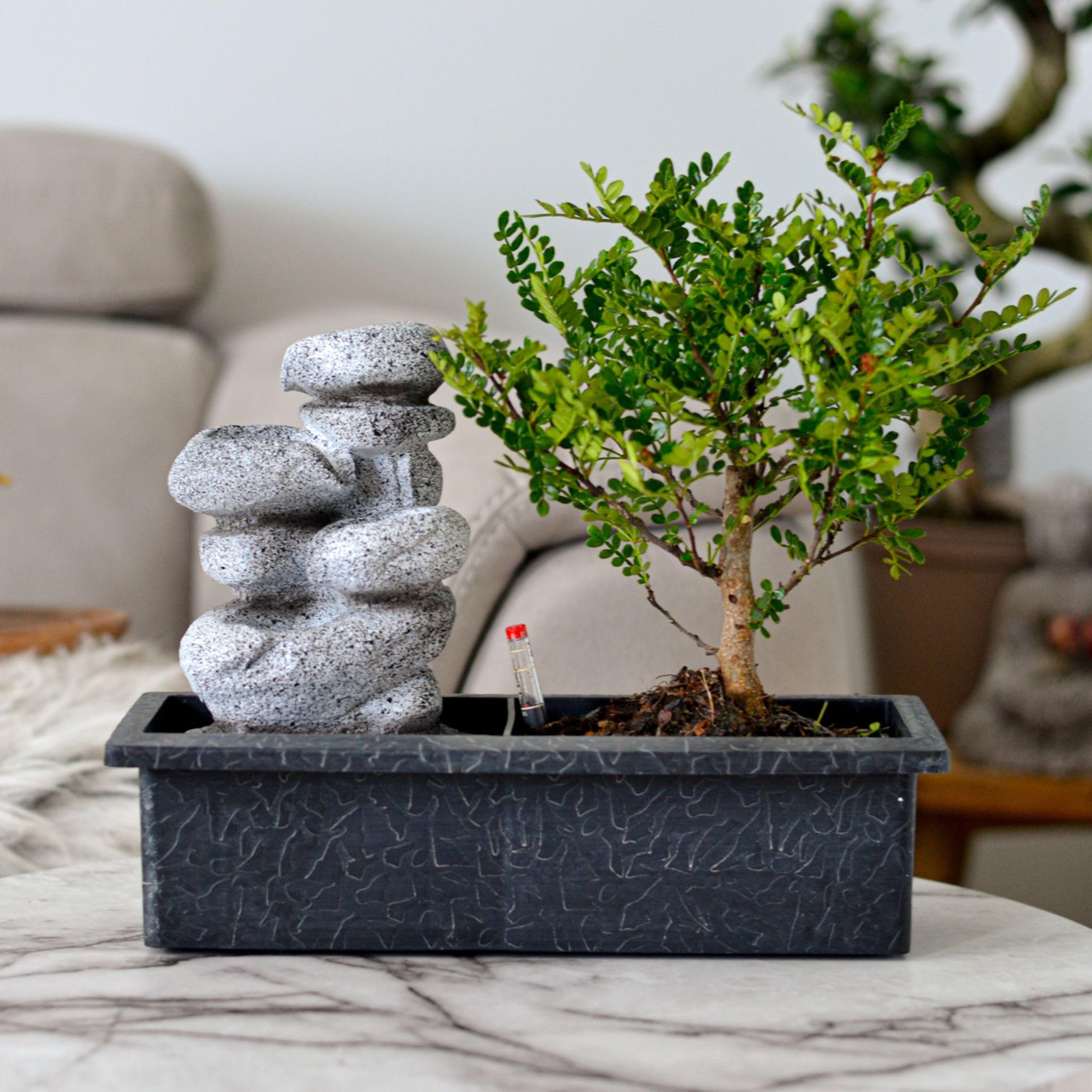 Plant in a Box - Bonsaï avec système d'eau facile à entretenir et cascade d'eau sur des pierres zen - Plante d'intérieur - Hauteur 25-35cm