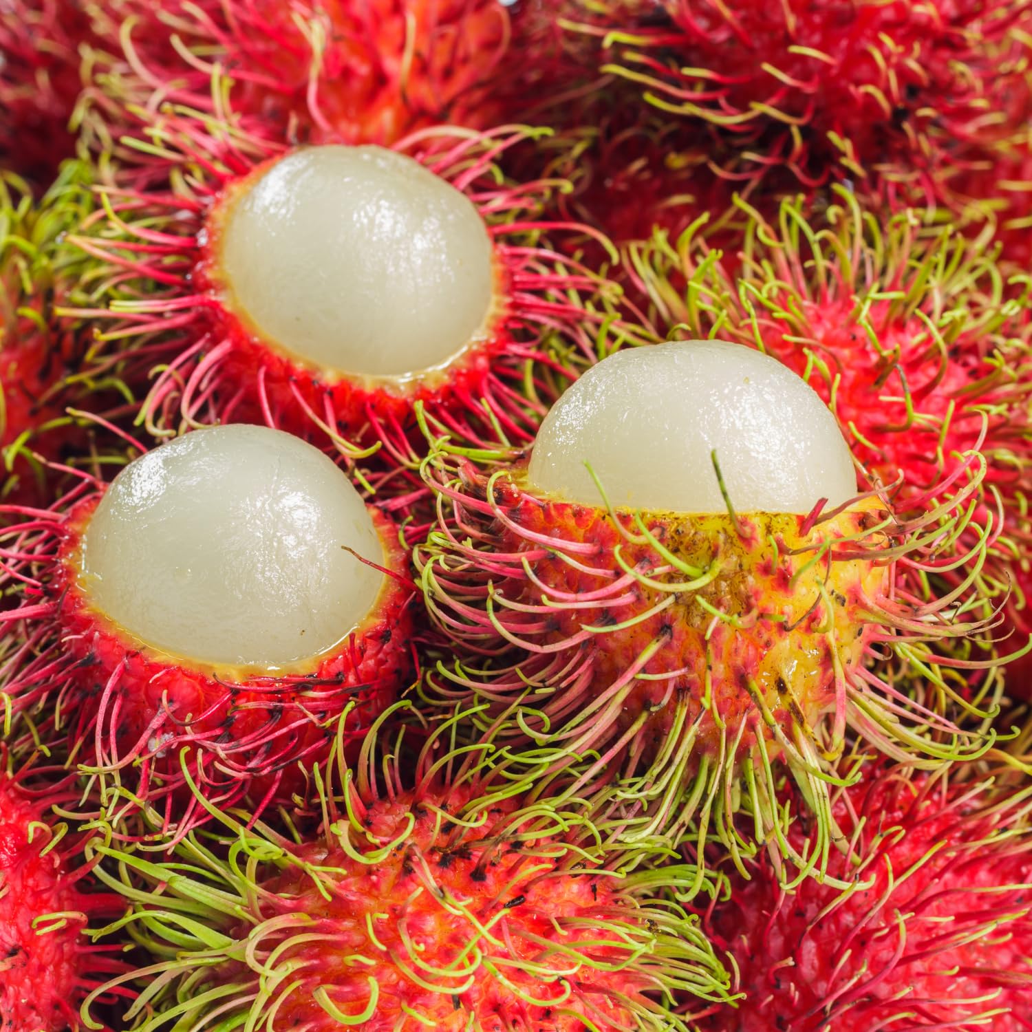 Amazon.com : Fruits in Syrup (Rambutan with Pineapple) - 20oz