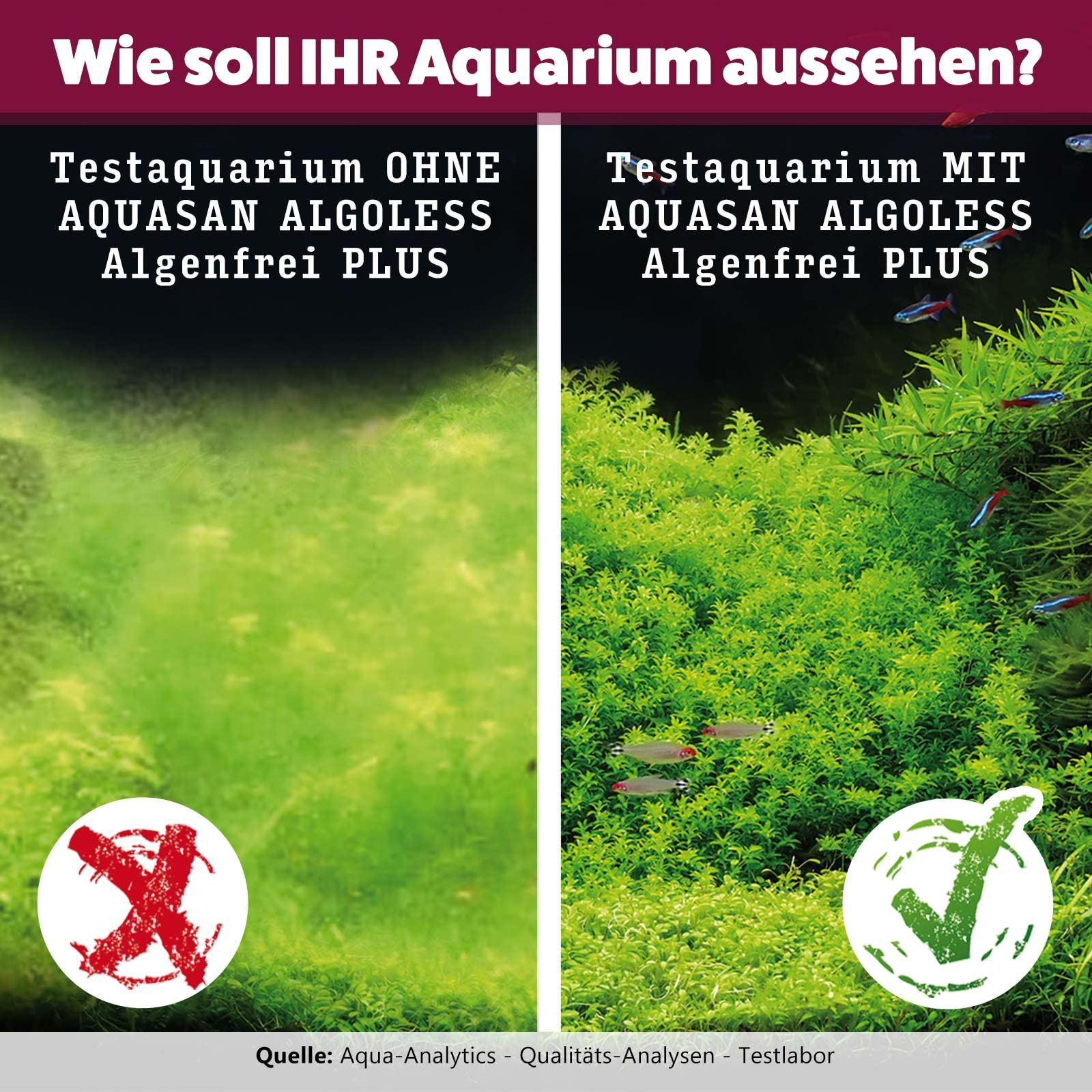 AQUASAN Aquarium Algenfrei Plus (Aquarium Algenvernichter, Algenentferner - Gegen nahezu alle Algen - Bartalgen, Pinselalgen, Schmieralgen), Inhalt:5 Liter
