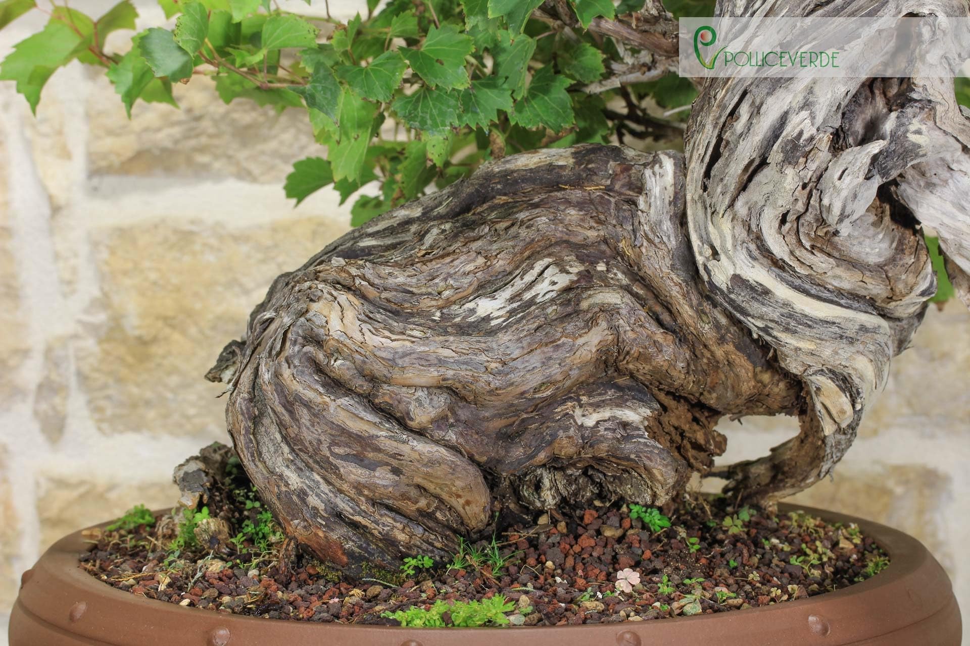 Bonsai Yamadori di Vite Selvatica (3)