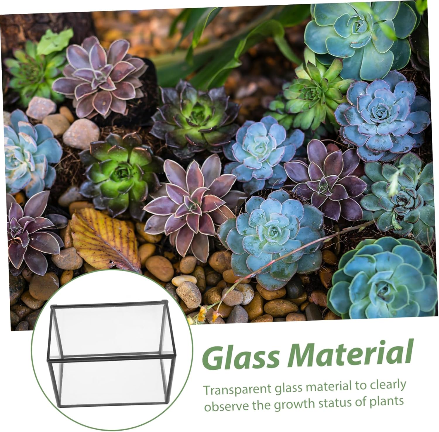 Clear Glass Terrarium for Succulents and DIY Moss Landscapes Elegant Plant Holder for Home Office and Garden Decor Simple Design for Creative Displays and Organization