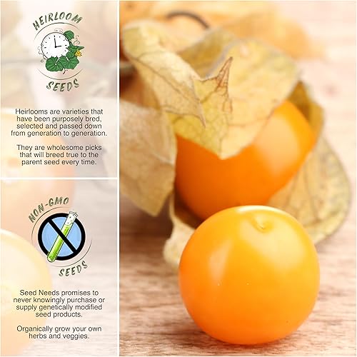 Miniatura 2 de Seed Needs, Ground Cherry Tomatillo Seeds for Planting (Physalis pruinosa) Heirloom, Non-GMO & Untreated (2 Packs)
