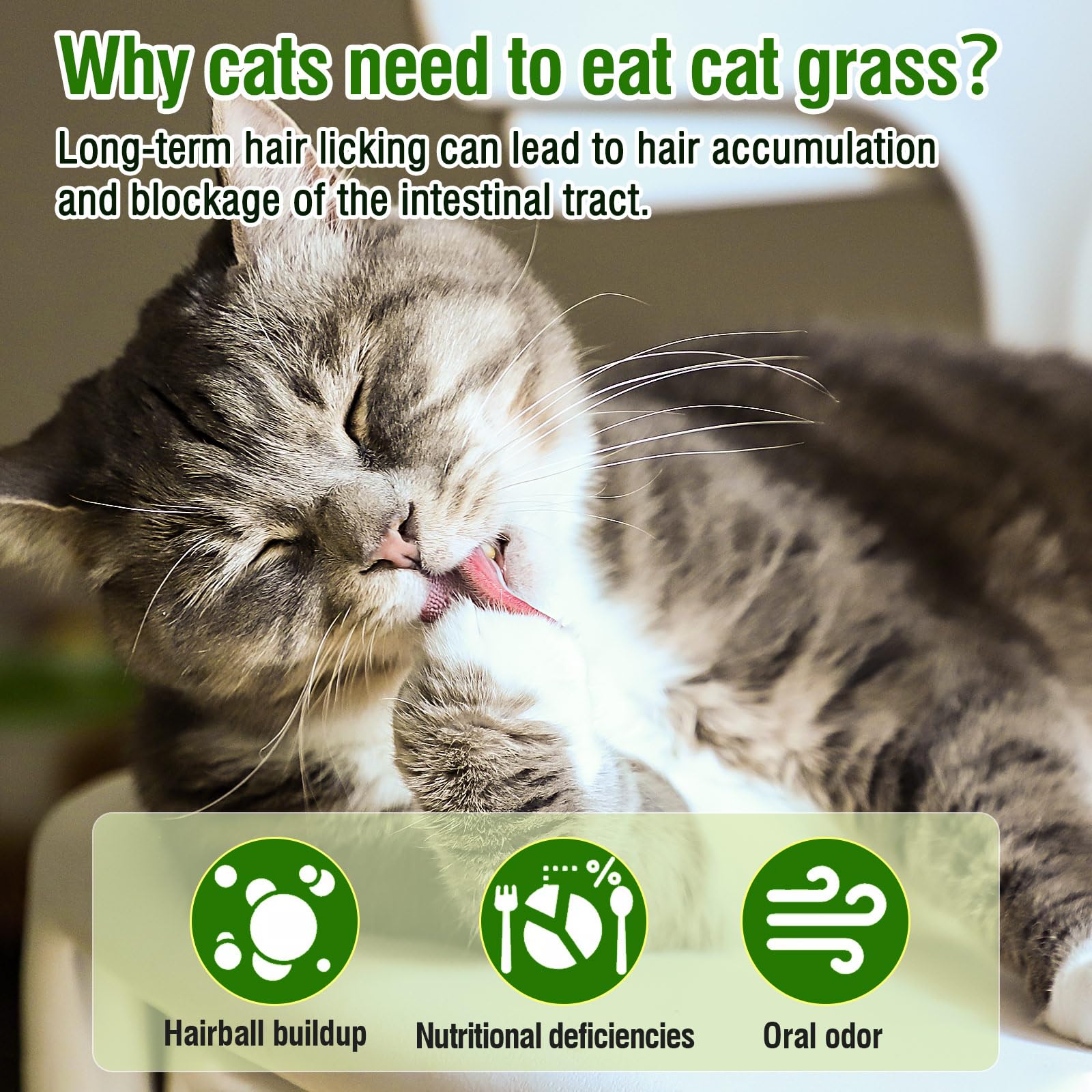 Kattengras kinderziektes stok, 60/80 stuks kattengras kinderziektes stok haarballen, natuurlijke gras molaire staaf voor kat binnen, kattengras sticks voor haarbal verwijderen, CaDental Care, verhogen Kattengras kinderziektes stok, 60/80 stuks kattengras kinderziektes stok haarballen, natuurlijke gras molaire staaf voor kat binnen, kattengras sticks voor haarbal verwijderen, CaDental Care, verhogen