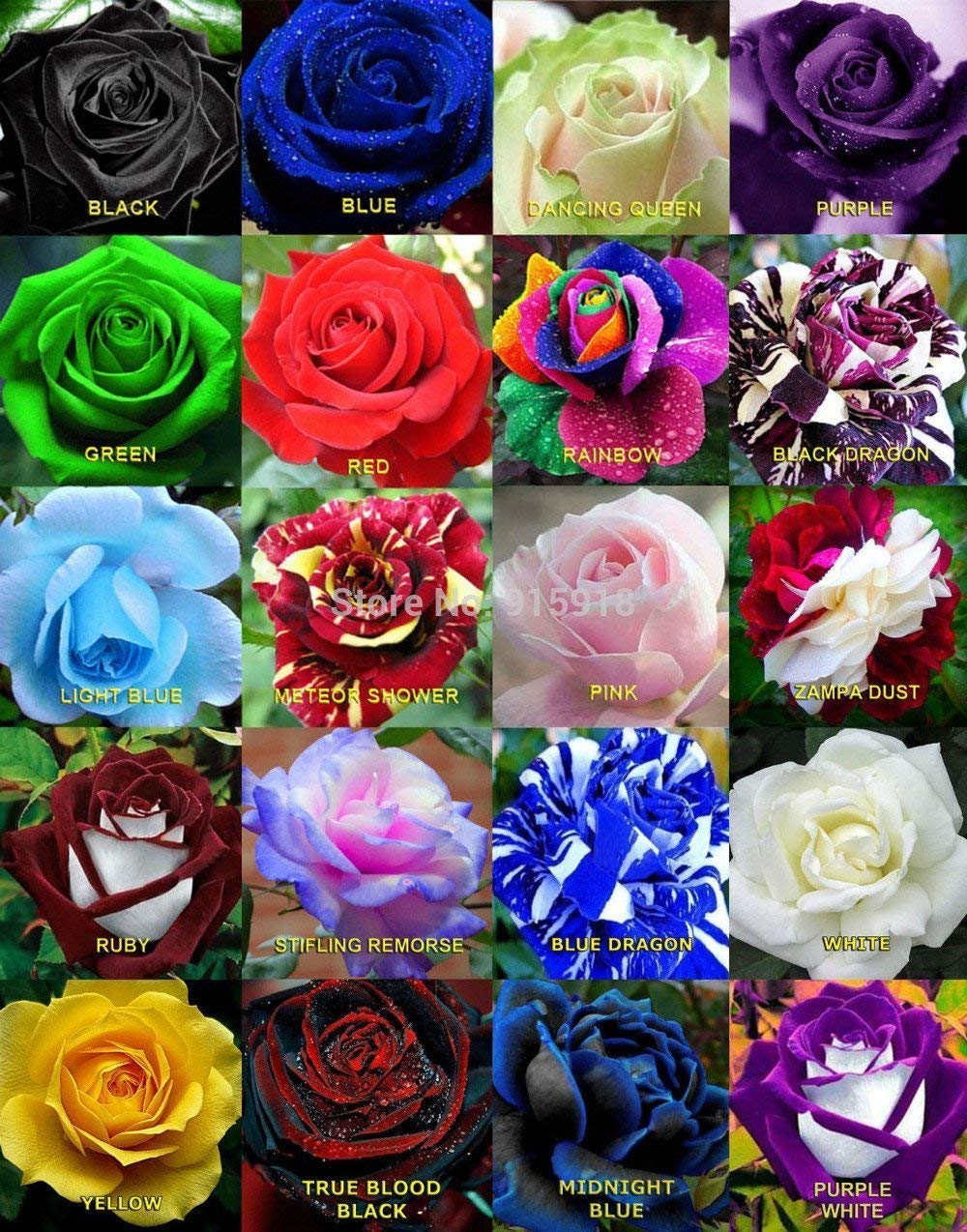 M-Tech Gardens Mixed Rare Color Rose Flower Seeds - Pack of 20 Seeds (B08K37CCLP) Amazon Price History, Amazon Price Tracker