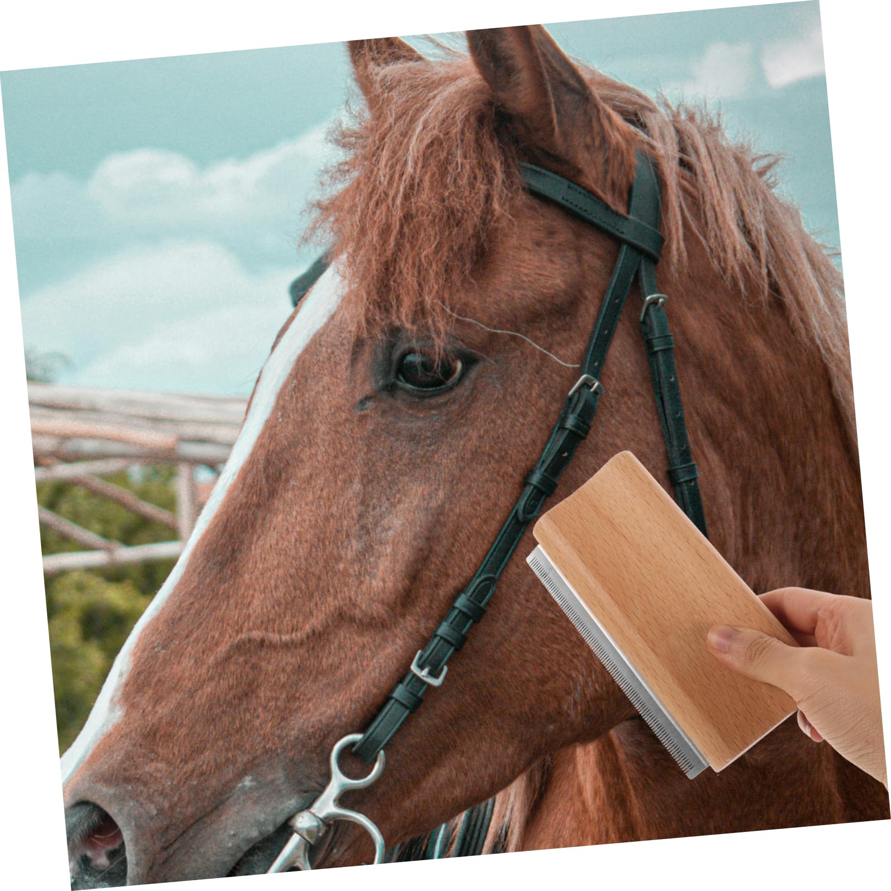 BESPORTBLE 5 Uds Peine Para Eliminar El Pelo De Mascotas Cepillo Para Derramar Pelo De Caballo Peine Para Ganado Herramienta De Aseo Para Caballos Peine De Curry Para Caballos Cepillo