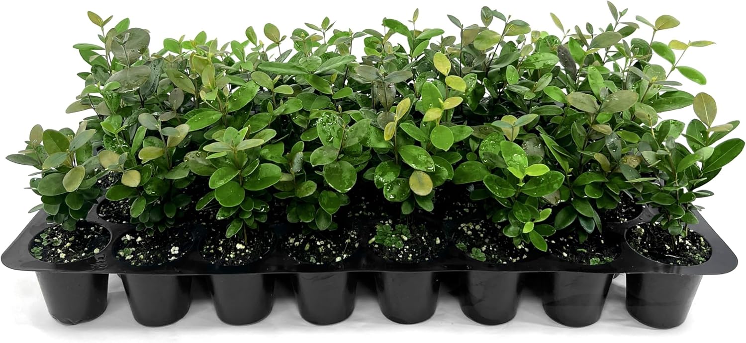 Simpson Stopper | 10 Live Plants | Myrcianthes fragrans | Native Evergreen Shrub | Ornamental Landscape Plants for Privacy & Wildlife Habitat