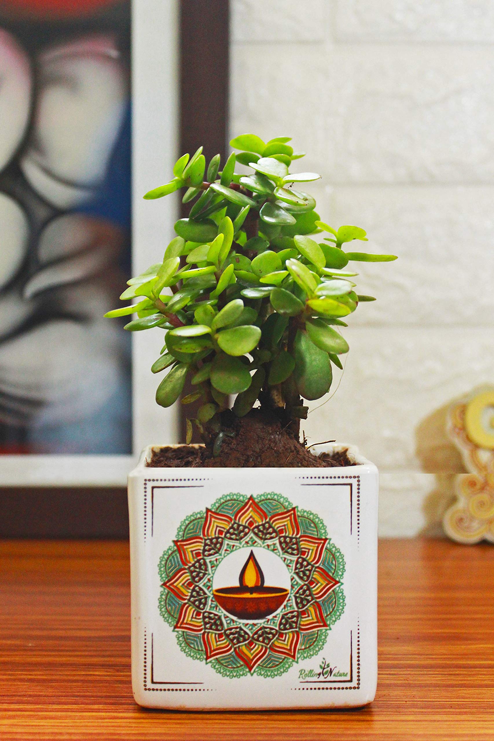 Rolling Nature Good Luck Jade Plant in White Square Mandala Divine Ceramic Pot for Home Decor | Indoor Plants for Living Room | Home & Office Decor (B07Z6PZQG7) Amazon Price History, Amazon Price Tracker