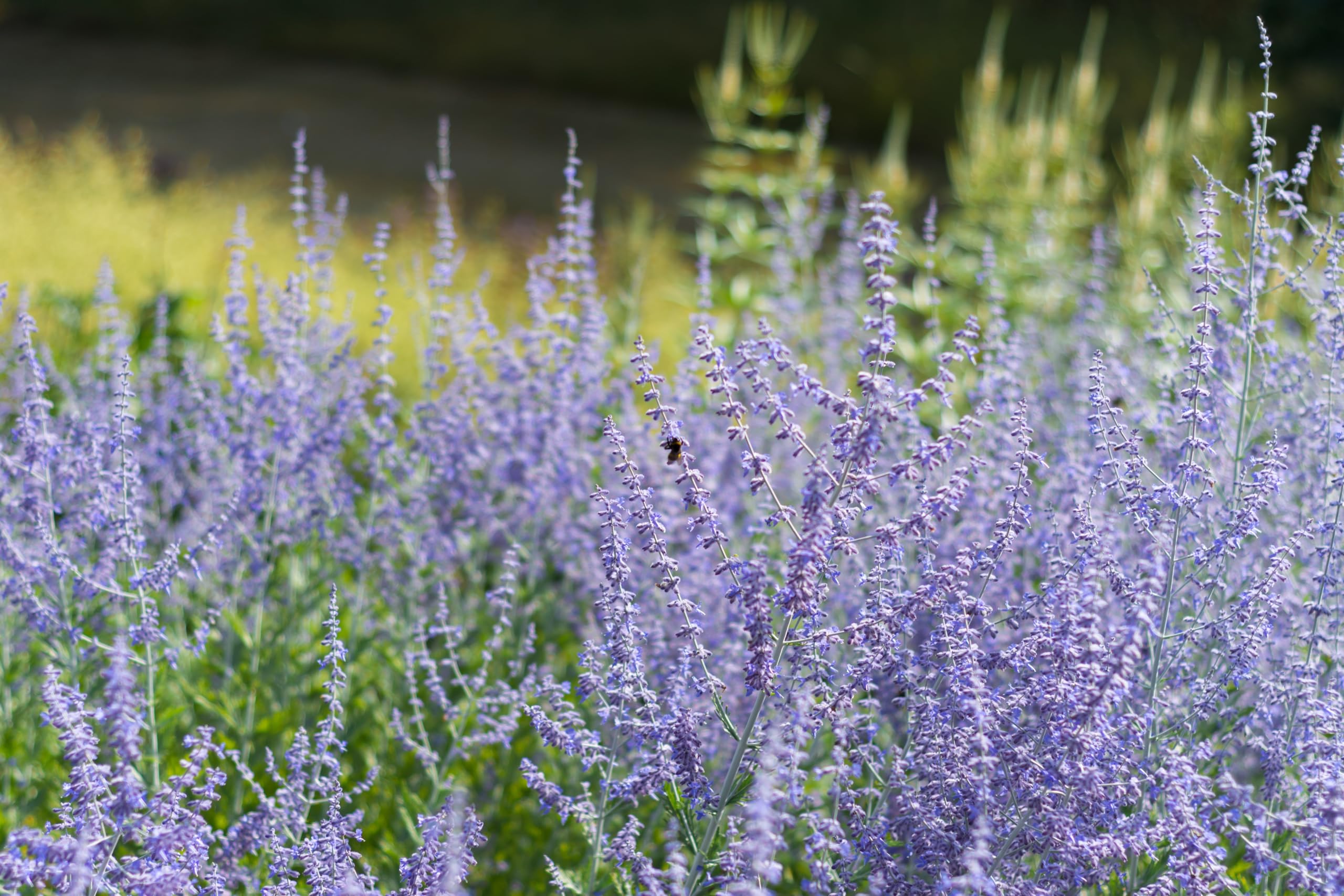 Stauden Gänge 3 x Perovskia atriplicifolia 'Blue Spire' (Gehölz/Winterhart/Mehrjährig/Bodendecker/Bienenfreundlich) Blauraute - Duftende Eleganz in sanften Blautönen - toller Duft