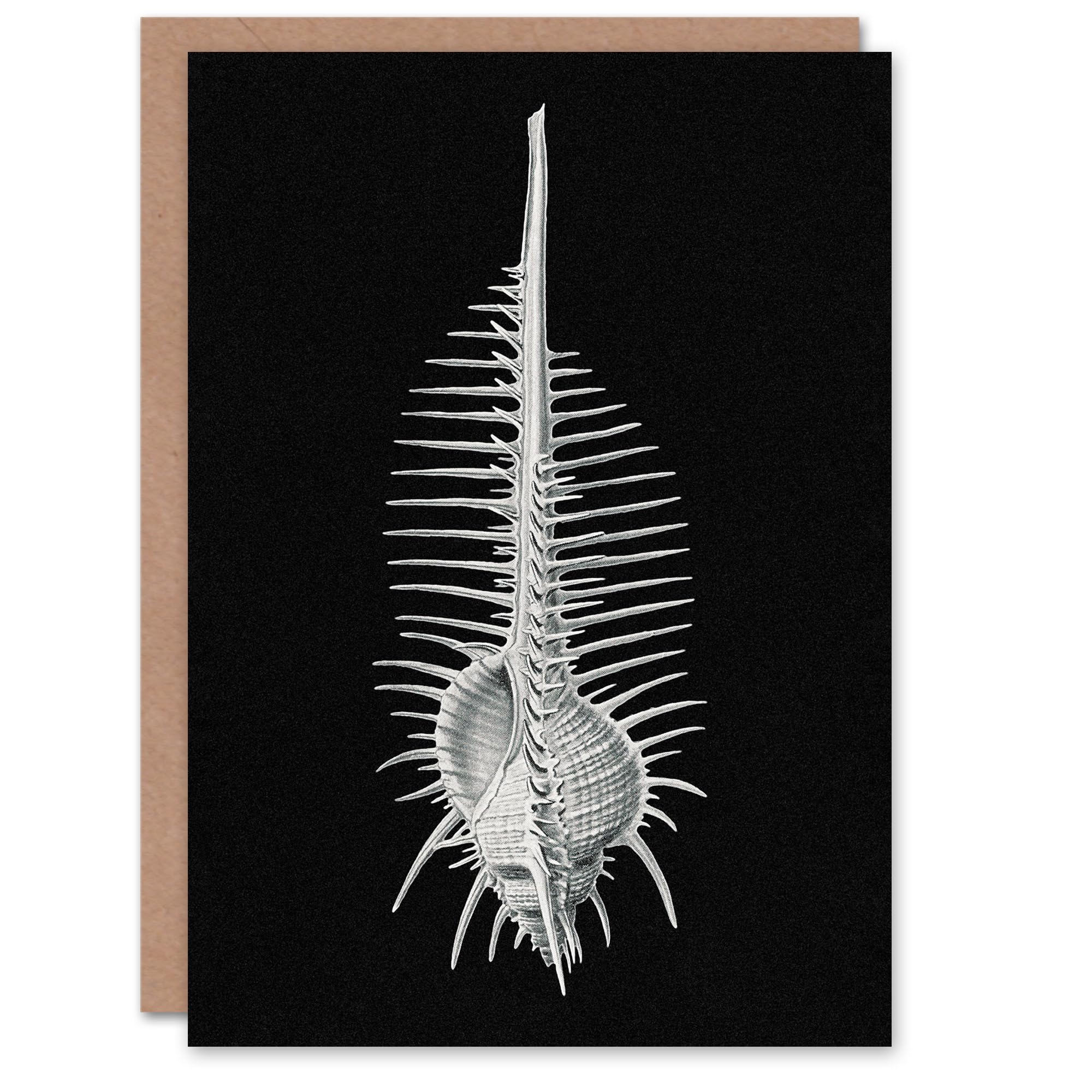 Artery8 Ernst Haeckel Art Card Murex Seashell Sketch on Black