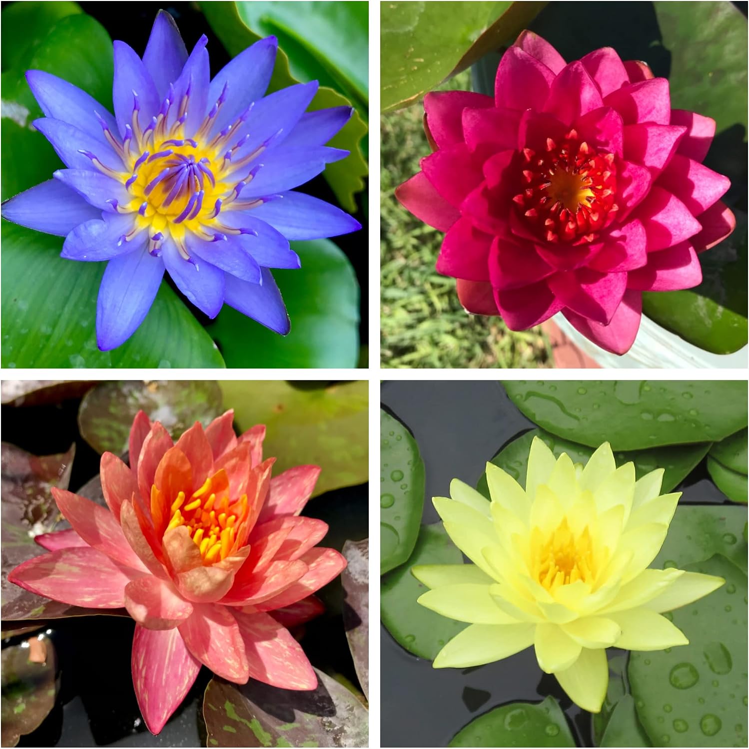 Water Lily Bundle (Top 4 IWGS Award) - 4 Pre-Grown Hardy Lilies Rhizomes in Purple, Red, Yellow, Orange from AquaLeaf Aquatics
