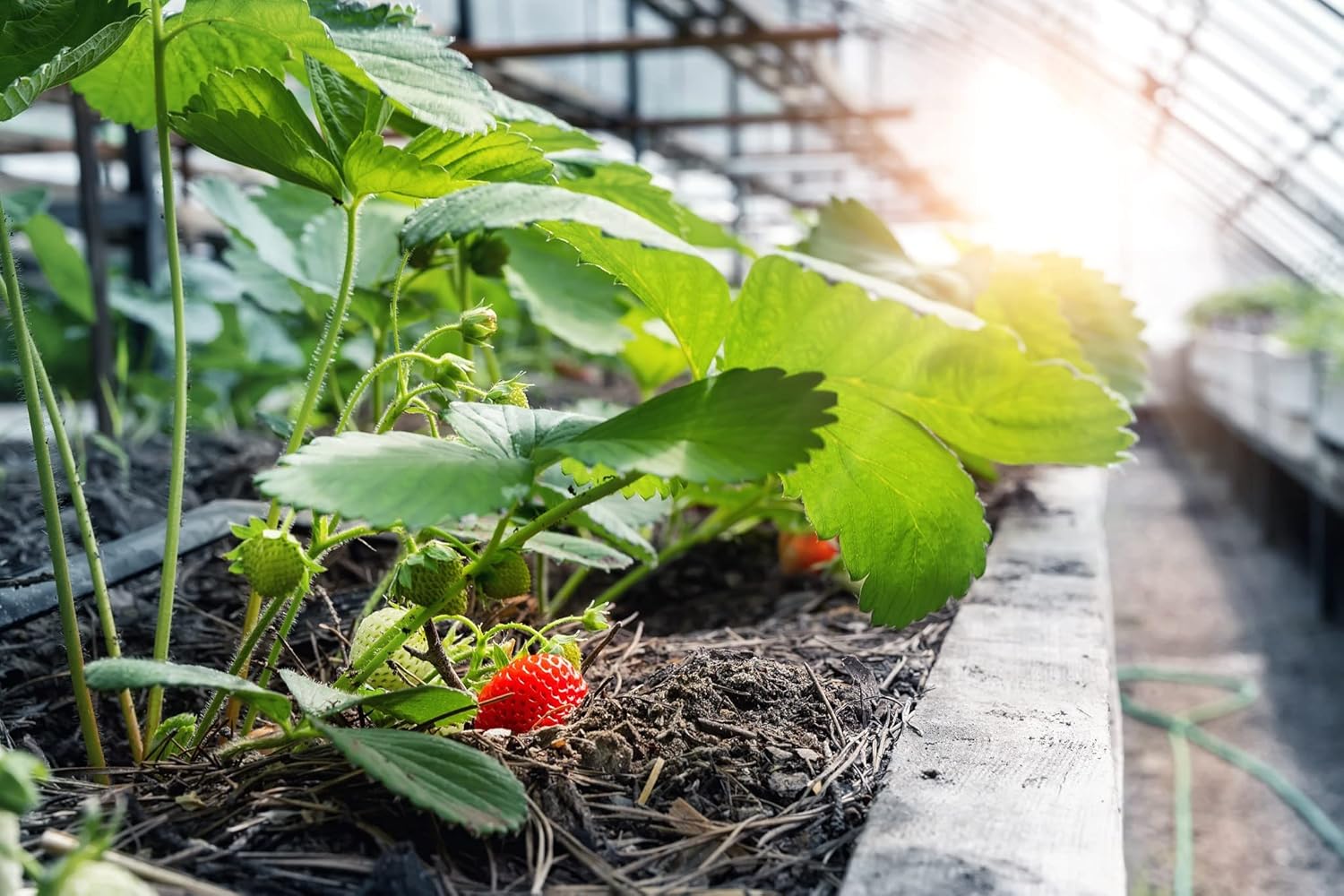 Dripworks Premium Garden Bed Irrigation Kit for Watering Plants in Raised Garden Bed - Waters Upto 3 Beds (4'x8') | Agricultural Grade Components | Trusted Brand Since 1991